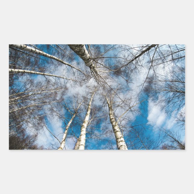 Belas árvores indo em direção ao adesivo do céu (Frente)