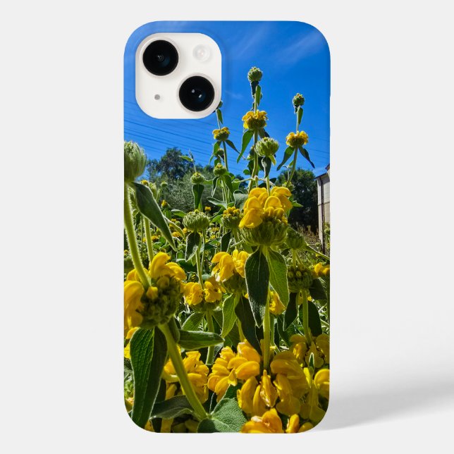 belas flores amarelas de Jerusalém (Verso)