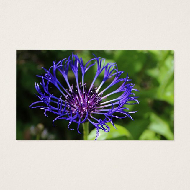Beleza Azul (Frente)