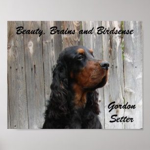 Beleza, cérebro e passatempo, Gordon Setter Poster