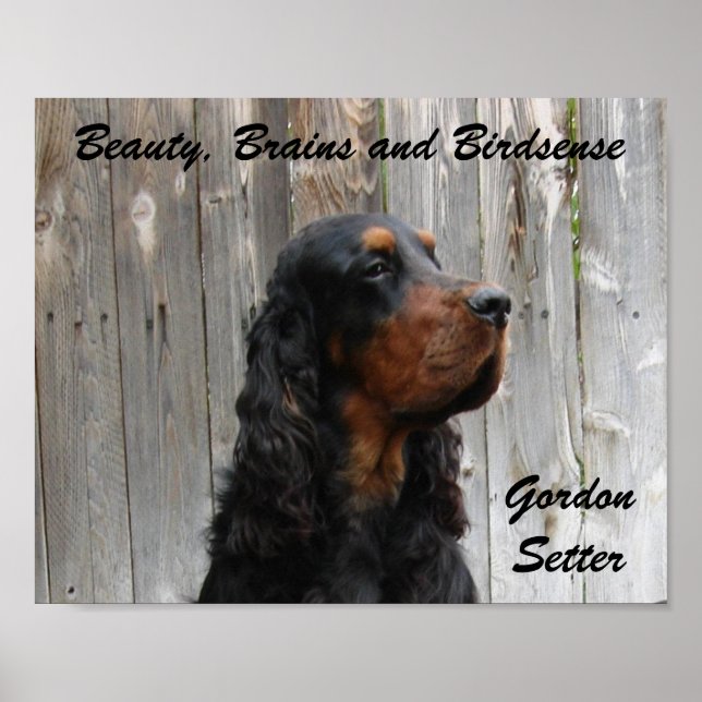 Beleza, cérebro e passatempo, Gordon Setter Poster (Frente)