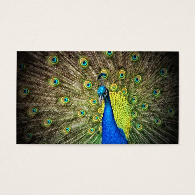 Beleza da Cor do Pavão (Frente)