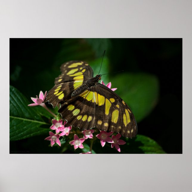 Beleza no Impressão das estrelas (Frente)