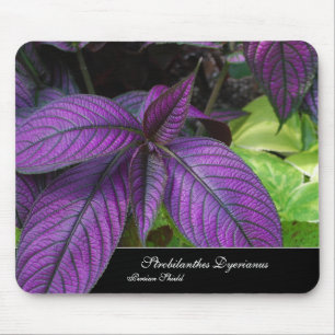 Beleza violeta Mousepad