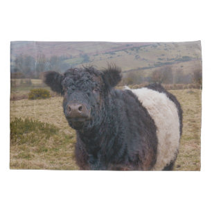 Belga Galloway Sentindo Orgulho em Dartmoor Farmla