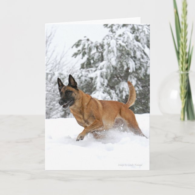 Belga Malinois no Cartão de Saudação à Neve (Frente)