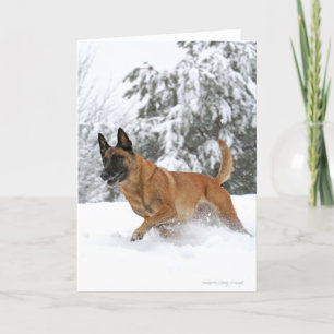 Belga Malinois no Cartão de Saudação à Neve