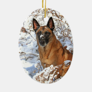 Belga Malinois no ornamento da neve