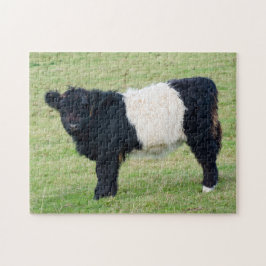 Belga quebra-cabeça de Calf Jigsee Galloway