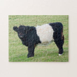 Belga quebra-cabeça de Calf Jigsee Galloway
