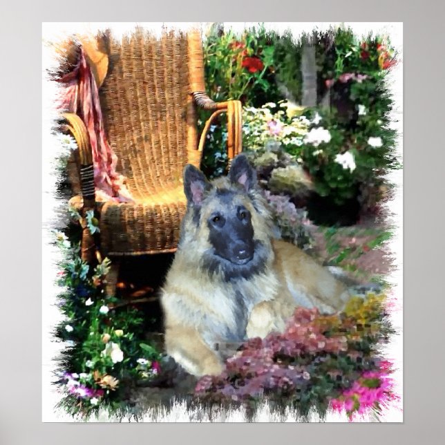 Belga Tervuren Art Impressão (Frente)