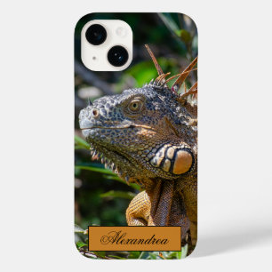 Belize Orange Iguana Lizard Fotografia