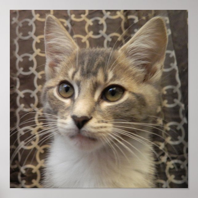 Bella Poster (Frente)