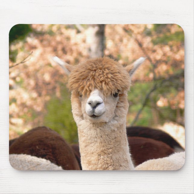Belle de Mousepad da alpaca (Frente)