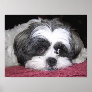 Belle o poster de Shih Tzu