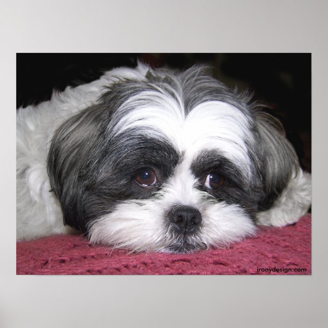 Belle The Shih Tzu Poster (Frente)