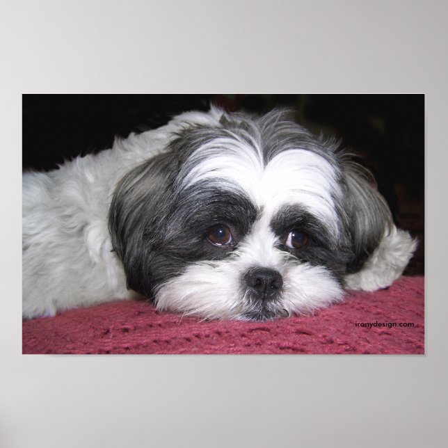 Belle The Shih Tzu Poster (Frente)