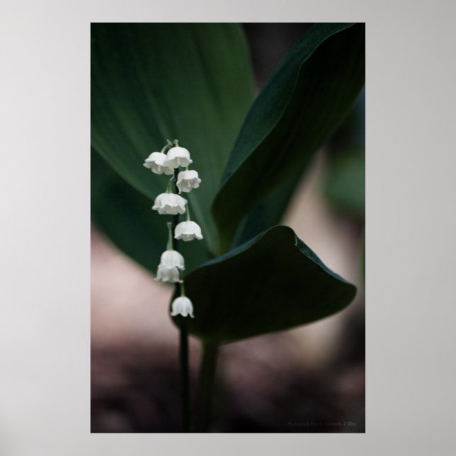 Bells Impressão (Frente)