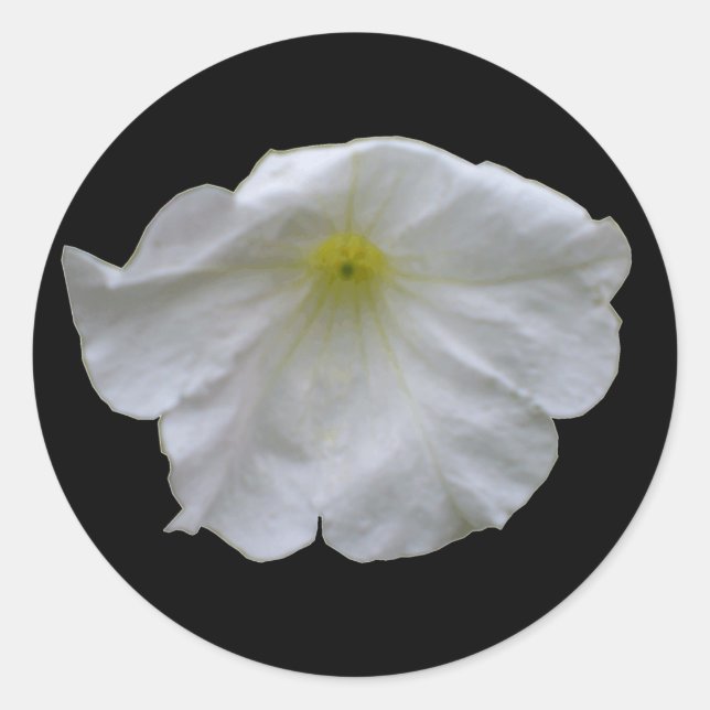 Belo adesivo branco de Petunia (Frente)