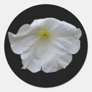Belo adesivo branco de Petunia