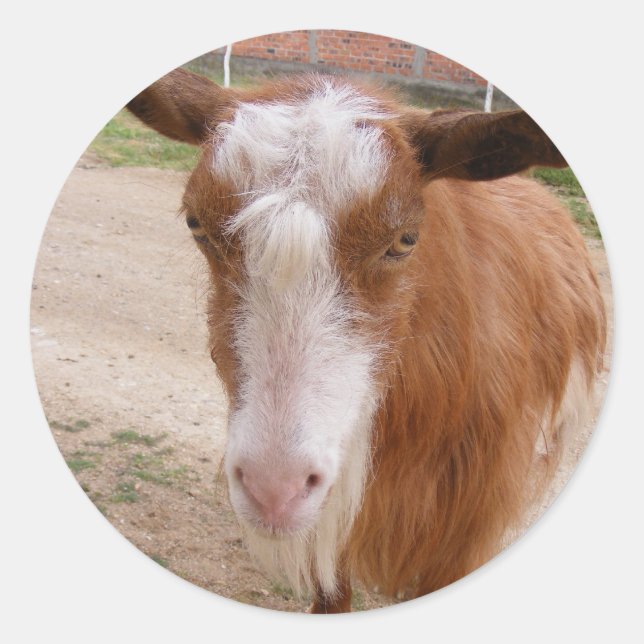 Belo adesivo com cabra marrom (Frente)