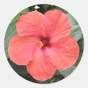 Belo adesivo de Flor Laranja Hibiscus