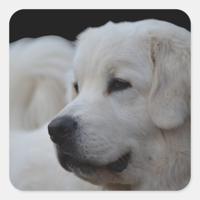 Belo adesivo de Tatra Sheepdog Polonês (Frente)