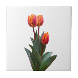 Belo Azulejo de cerâmica Coral Tulip