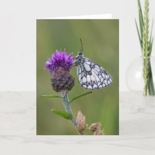 Belo borboleta branca marmoreada - Cartão de sauda