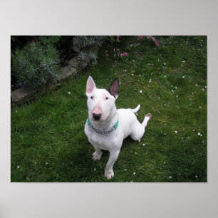 Belo Bully English Bull Terrier Poster