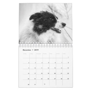 Belo Calendário do Cachorro Collie Border