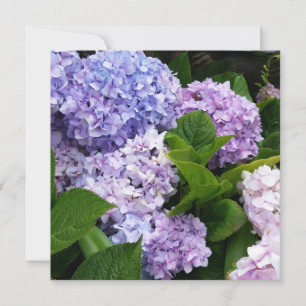 Belo Cartão de Nota Hydrangeas