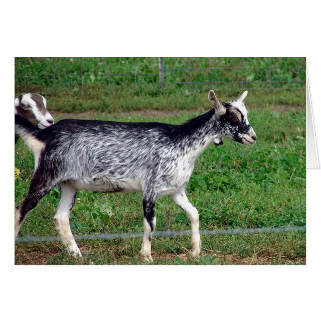 Belo cartão de saudação do Dentro Vazio Amish Goat (Frente Horizontal)