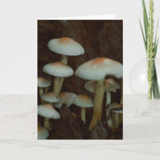 Belo cartão de vazio de fotografia em cogumelos