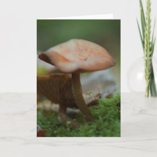 Belo cartão de vazio de fotografia em cogumelos