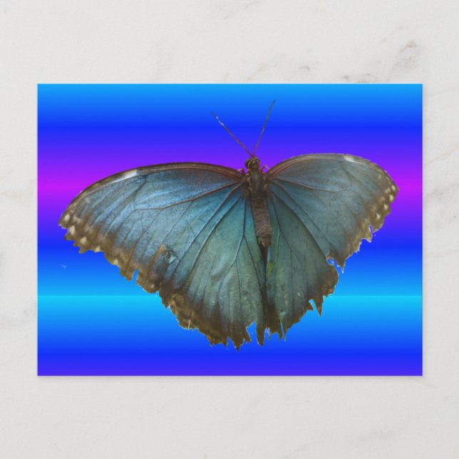Belo Cartão Postal Azul Morpho (Frente)