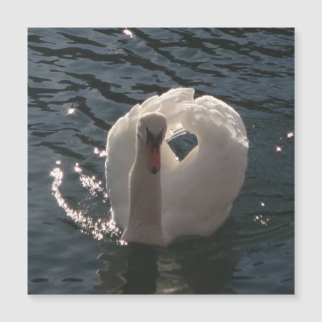 Belo cisne branco (Frente)