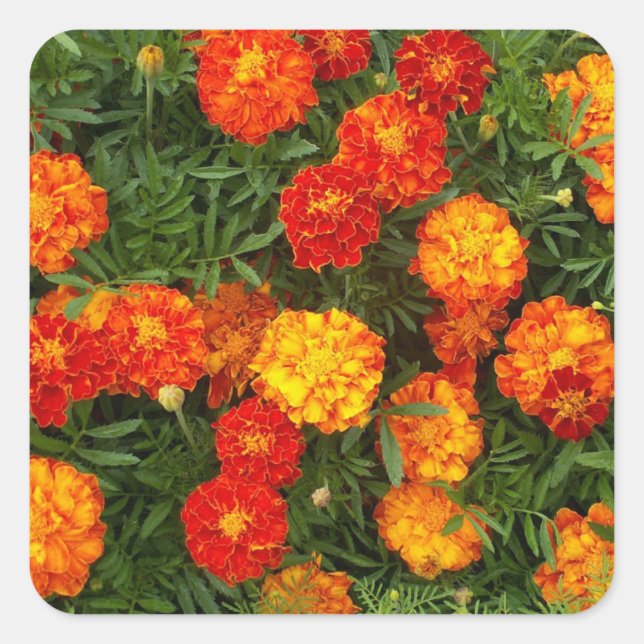 Belo conjunto de adesivos Marigolds (Frente)