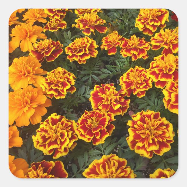 Belo conjunto de adesivos Marigolds (Frente)
