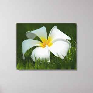 Belo Flowers Close-Up - Canvas