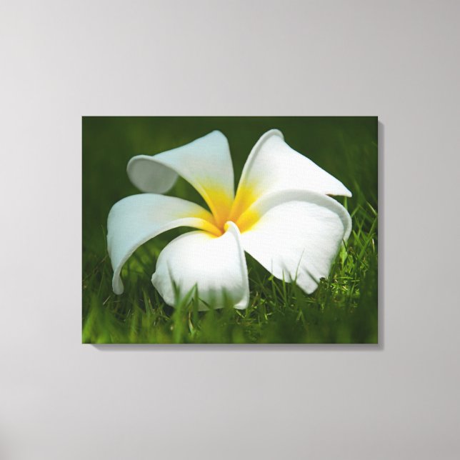 Belo Flowers Close-Up - Canvas (Frente)
