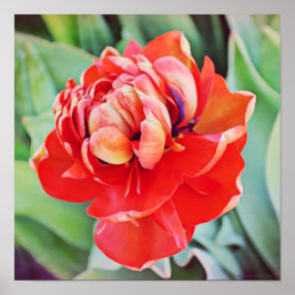 Belo Impressão de Arte Fotográfica com Tulip Duplo