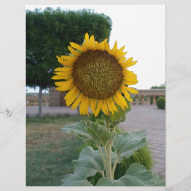 Belo Impressão de Arte Sunflower (Frente)