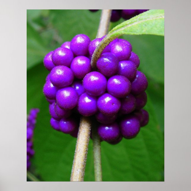 Belo Impressão de Beautyberry (Frente)