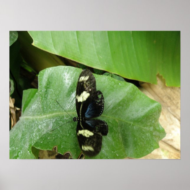 Belo Impressão de borboleta (Frente)