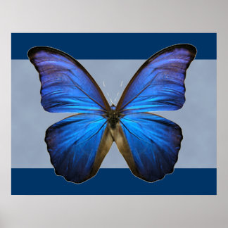 Belo Impressão de Borboleta Azul Morpho