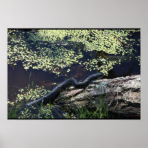 Belo Impressão de Cobra preto