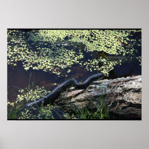 Belo Impressão de Cobra preto