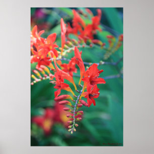 Belo Impressão de Flores Vermelhas # 6837