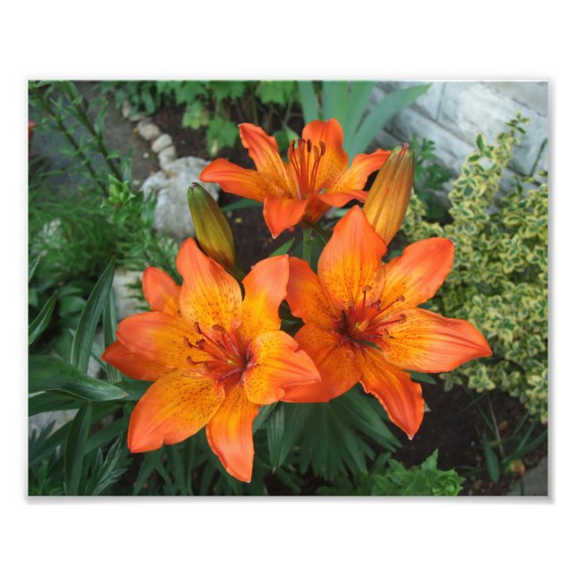 Belo Impressão de Fotos das Flores (Frente)